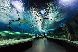 Dubai Aquarium + Underwater Zoo Tour